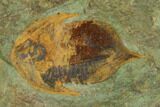 Megistaspis Trilobite With Pos/Neg - Fezouata Formation #138635-4